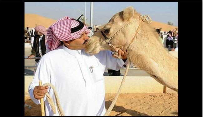 بالصورة/حمام ماساج البعير في السعودية!