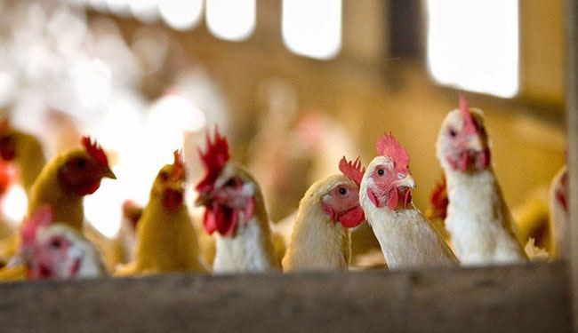 ذبح 50 ألف دجاجة أخرى في هولندا جراء تفشي انفلونزا الطيور