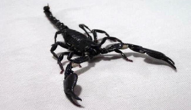 ISIL Using Bombs Containing Live SCORPIONS