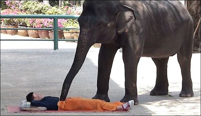 صور: هل ترغب بتجربة جلسات تدليك تحت أقدام الفيلة؟