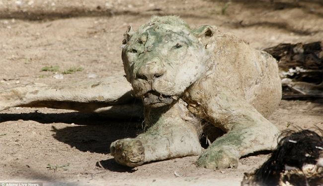 Sentenced to Death at the World’s Worst Zoo, Israel the Reason