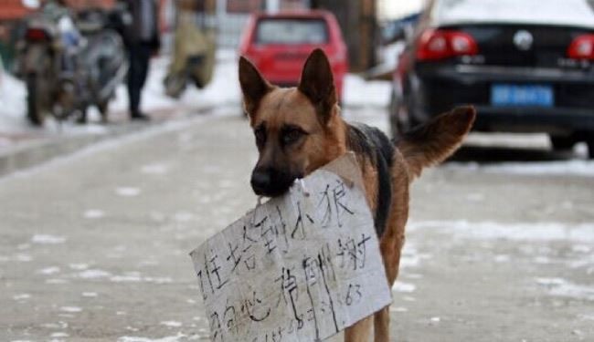 أنثى كلب تحمل لافتة: 