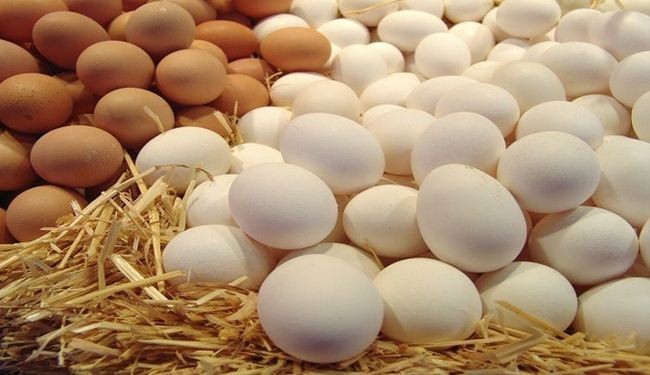 علماء: بيض الدجاج يقي الرجال من السكري