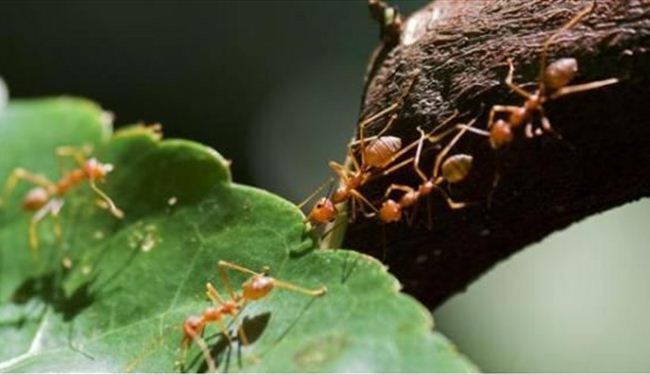 هل تعلم ماذا يحدث للنمل عندما يموت؟!