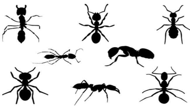 كيف تتخلص من النمل في فصل الصيف.. ببساطة؟