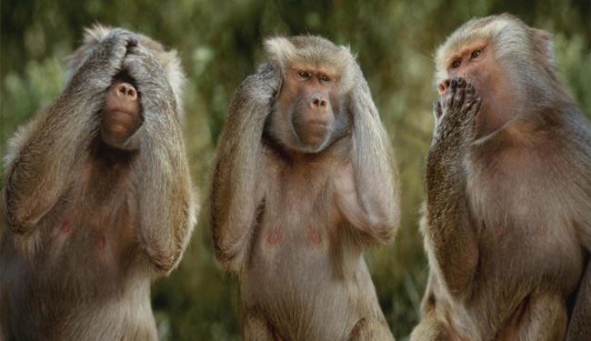 شکایت زن انگلیسی از میمون ها
