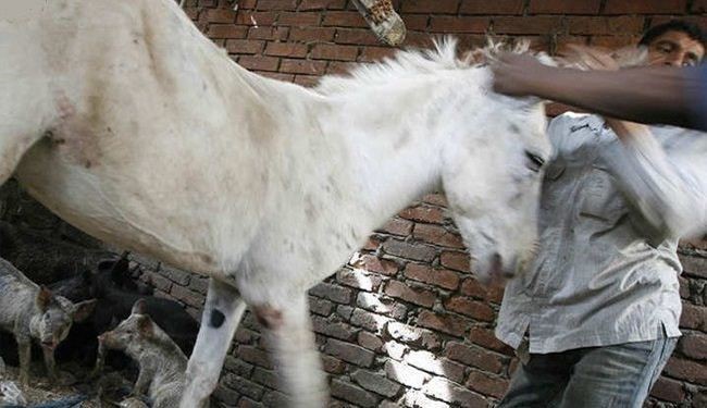 Meat 70 Donkeys Seized before Transfering to Cairo Restaurants