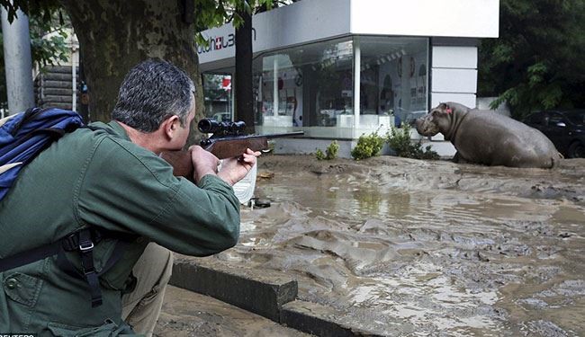 Watch; Lions and other animals escape from Tbilisi zoo after flood, 9 Killed