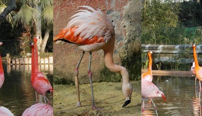 فلامینگو با پای مصنوعی در باغ‌وحش برزیل+ عکس