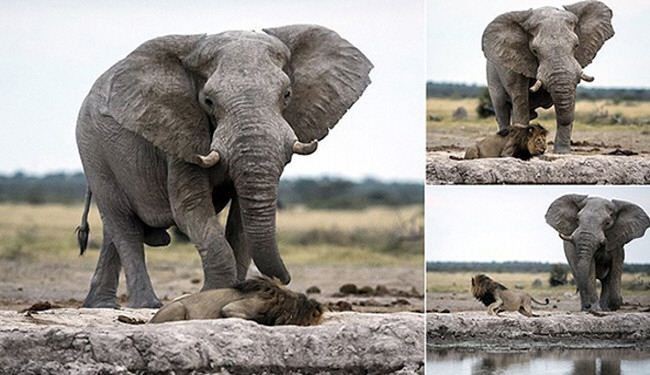 صور: ماذا حل بأسد حاول التعدي على مياه فيل غاضب؟