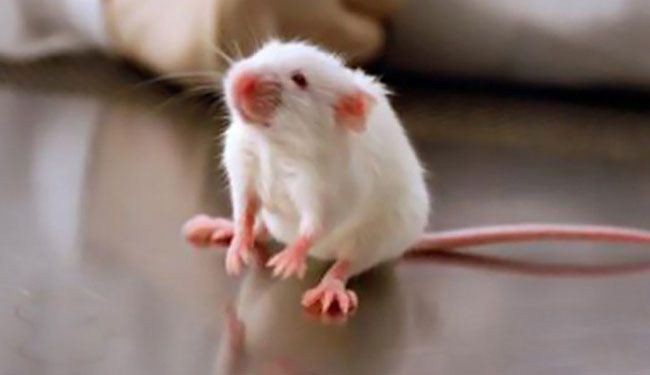 مصل جيني يعالج الفئران من الصمم الخلقي