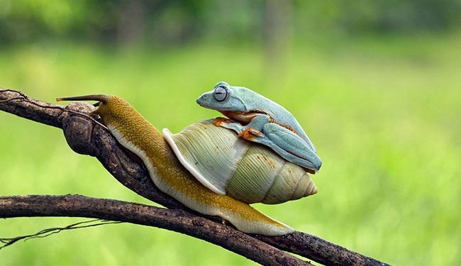 PICS, Laziest Frog in the world of Animal