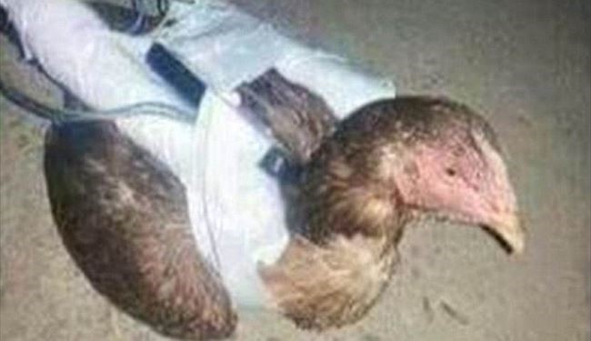 ISIS Developing Suicide Chicken + Pics