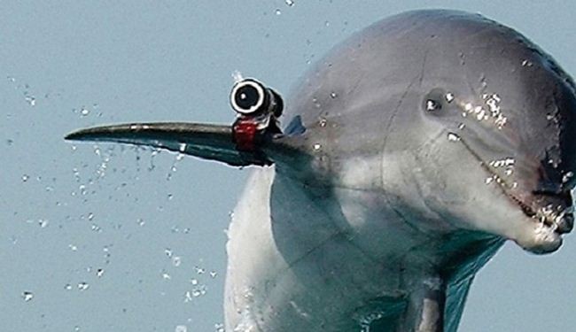 حماس تصطاد دلفيناً مجهزاً بآلة تصويرومعدات تجسس
