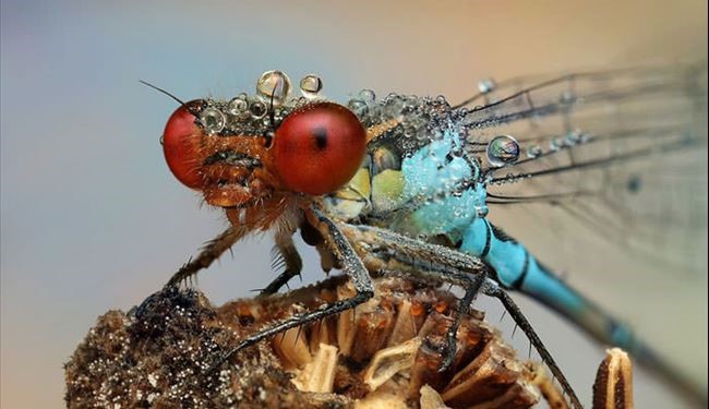 تصاویری زیبا از نمای نزدیک حشرات