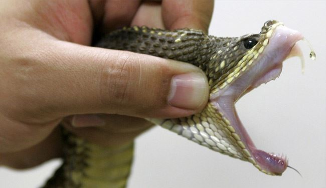 17 Month Toddler Bites Viper Snake in Brazil