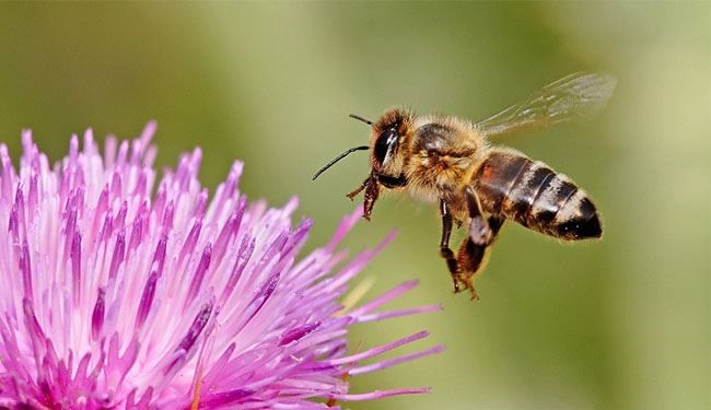بالصور: أين يذهب النحل خلال الشتاء؟