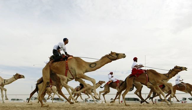 Pics of UAE Camel Race Festival