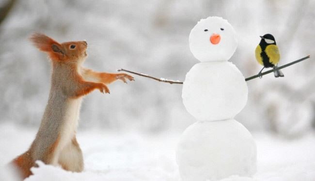بالصور.. عندما تكون الصداقة قوية بين سنجاب ورجل الثلج