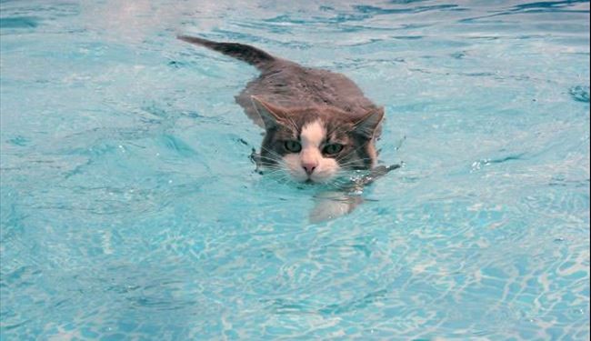 گربه‌هایی که از آب ترسی ندارند + تصاویر