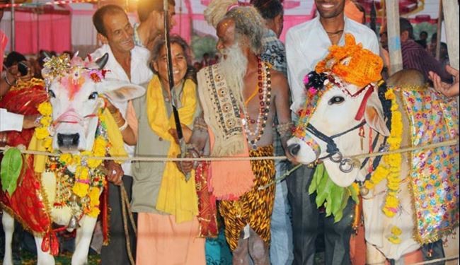 تصاویر؛ عروسی از نوع گاوی در هندوستان!