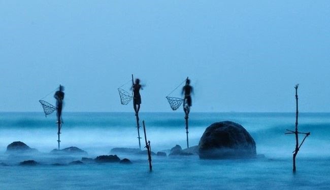 بالصور.. الطريقة الأكثر بدائية في صيد الأسماك من سريلانكا