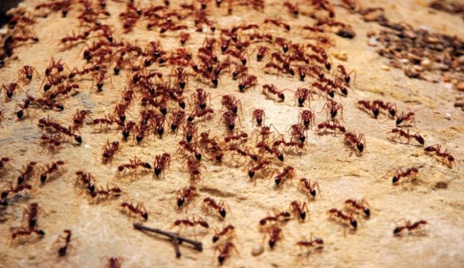 في الحر...3 طرق طبيعية للتغلب على النمل نهائيا