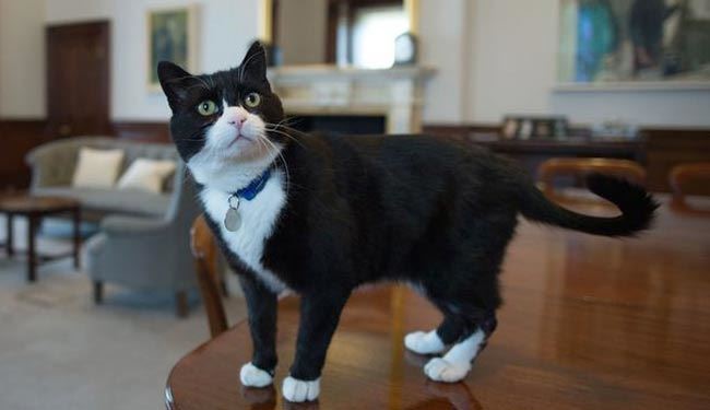 هموند: گربۀ وزارت امور خارجه جاسوس نیست!