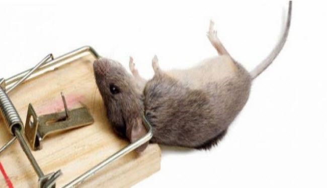 أسهل طريقة للتخلص من الفئران سريعا بمكونات طبيعية!