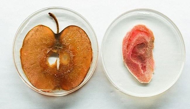 عالم كندي يجعل من التفاح أذنا بشرية..كيف يمكن؟