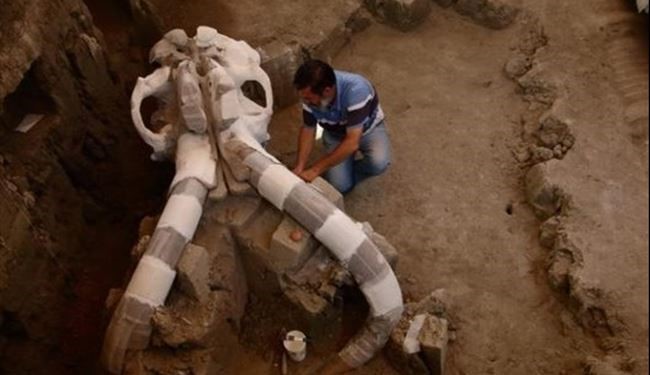 بالصور.. اكتشاف هيكل أكبر ماموث عاش قبل 12 ألف عام