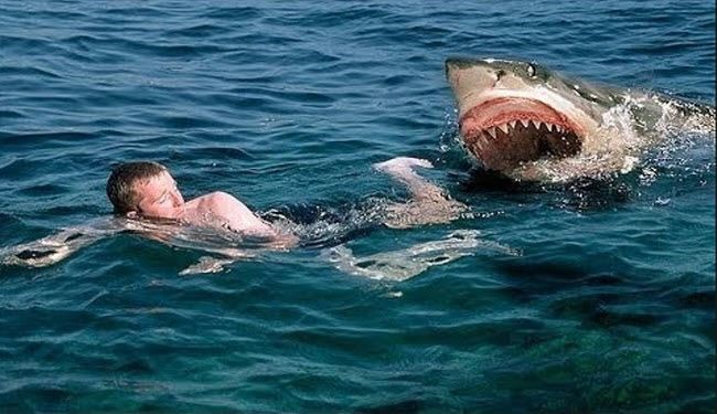 الحيتان وأسماك القرش تهاجم سواحل مصر؛ والسبب: 