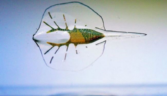 تصميم سمكة اصطناعية مصغرة لفهم 