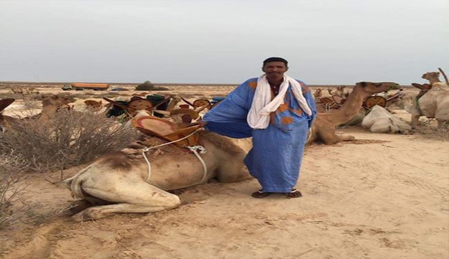 بالصور 1500 جمل يستقبلون القادة العرب اليوم في موريتانيا