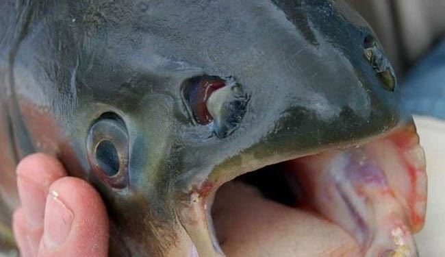 بالصور.. سمكة غريبة بأسنان إنسان!!