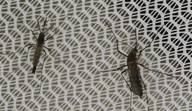 هذه طرق طبيعية تُبعد الحشرات المزعجة عن منزلك