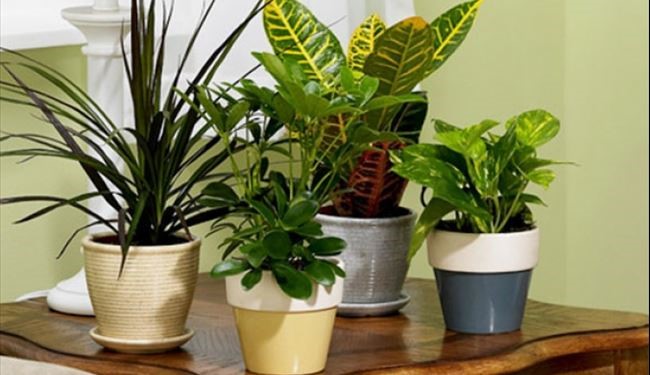 إليك أفضل النباتات المنزلية لتنقية الهواء ومنع المشاكل الصحية!
