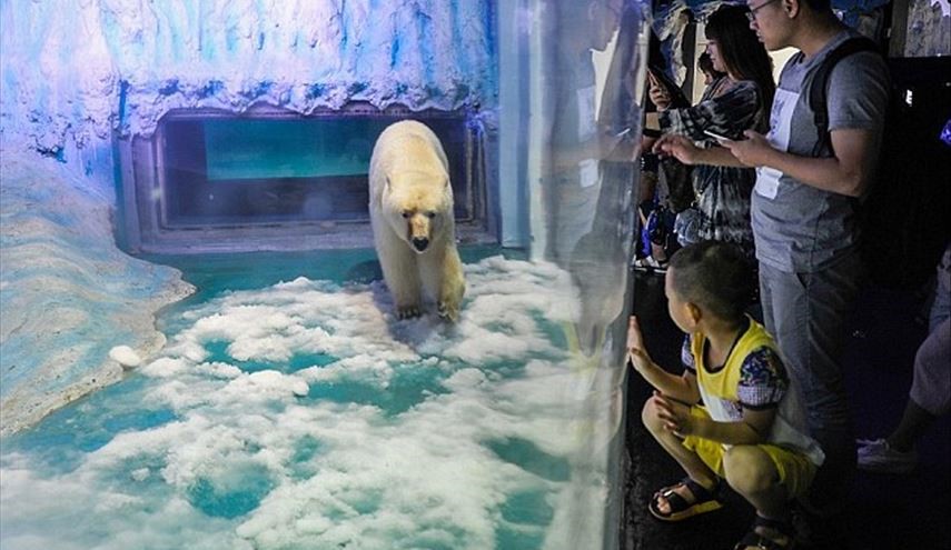 Chinese Shopping Mall Home to 'World's Saddest Bear' Refuses Wildlife Park Offer
