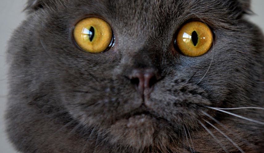 دلیل همراهی گربه‌ها با وایکینگ‌ها در نبرد