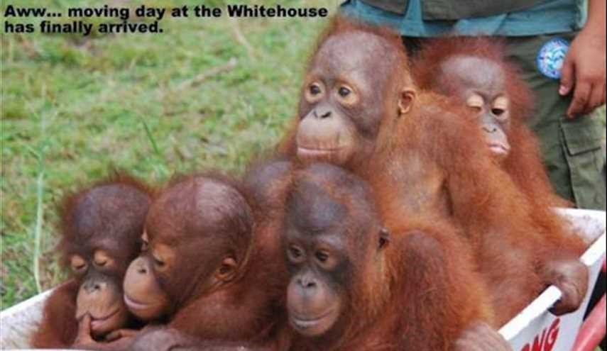 ماجرای شهرداری که میمونها را به خانواده اوباما نسبت داد