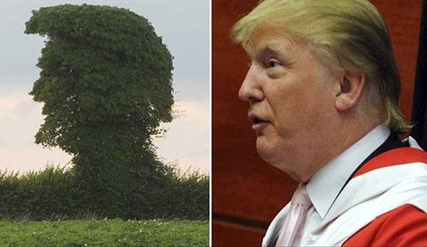 شباهت عجیب ترامپ با یک درخت (تصاویر)