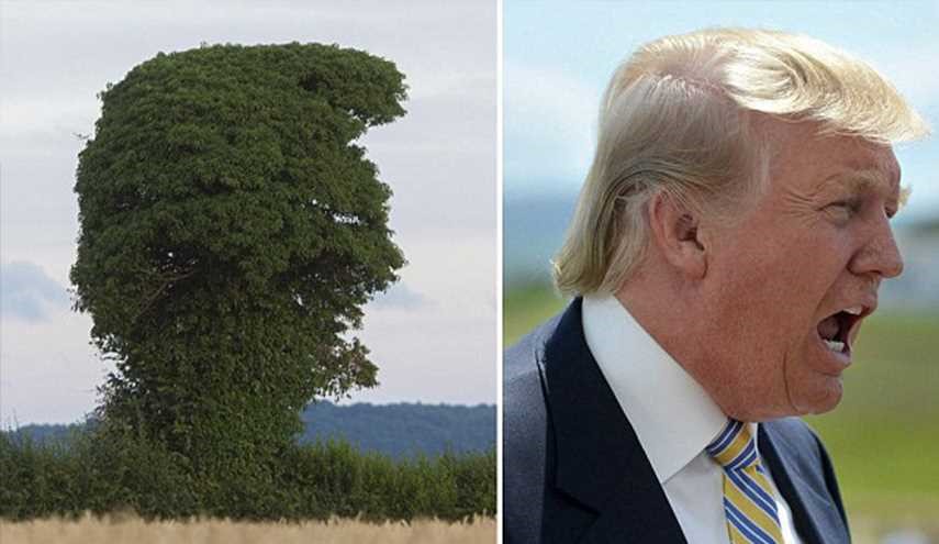 PHOTOS: Unbelievable Simiarity, It's Tree Trump!