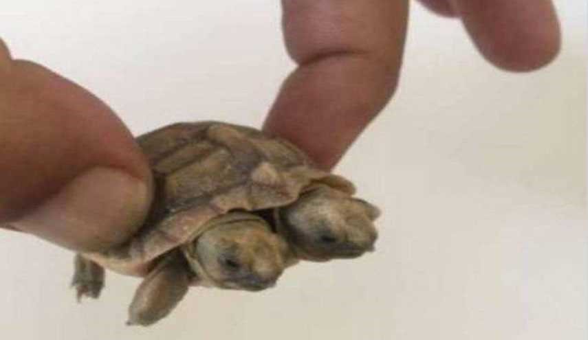 Nature’s Wonders: Two-Headed Turtle Born in Iran