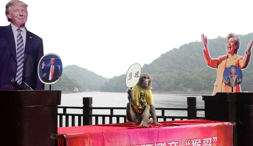 Famous, Mysterious Chinese Predictor Monkey Chose US Next President