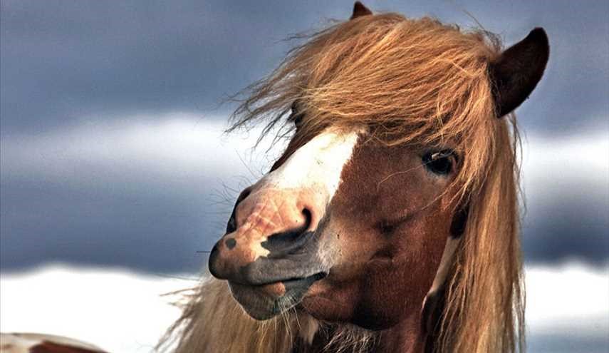 الخيول الأيسلندية
