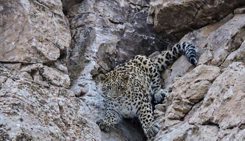 Two leopards spotted at Parvar Protected Area