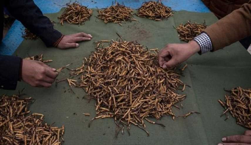 طعام صيني من الدود المجفف سعره 20 ألف دولار للكيلو