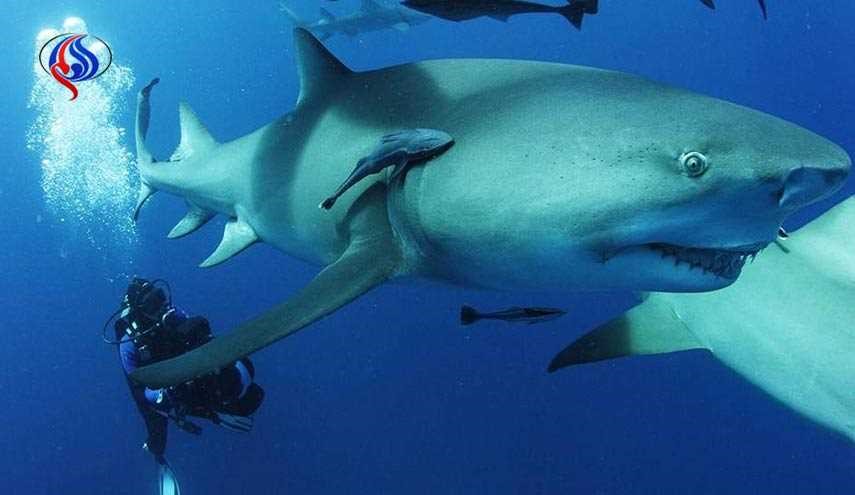 عثروا عليه على عمق 65 مترا بعدما كان يصور فيلما عن القرش!+صور
