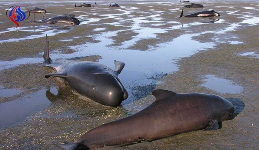 خودکشی گروهی نهنگ ها+تصاویر