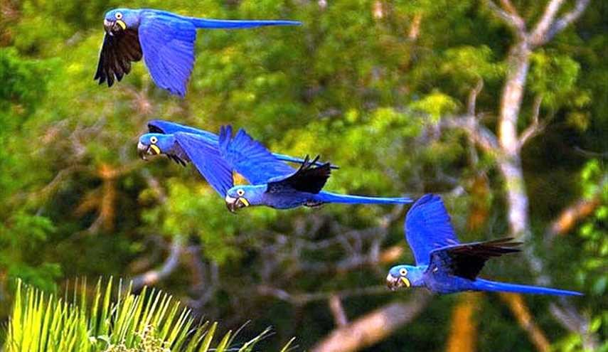 الببغاء الأزرق في أمريكا الجنوبية